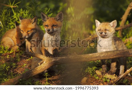 Cute red fox puppies in woodland. Wild animals in nature. Vulpes vulpes. 