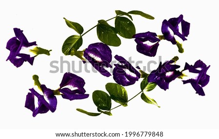 Butterfly pea flowers on a white background.