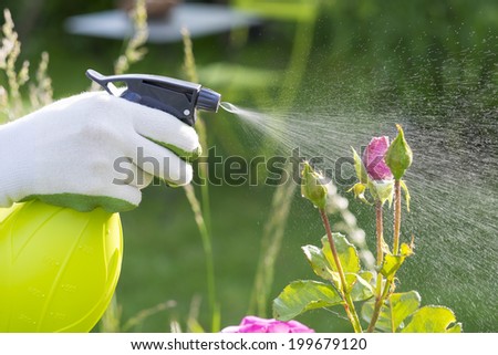 Woman spraying flowers in the garden Royalty-Free Stock Photo #199679120