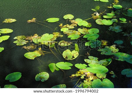 Water Lilies on Dark Waters of Industrial Canal in Close Up  