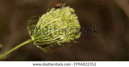 Daucus carota, wild carrot, bird's nest, bishop's lace, Queen Anne's lace, is a white, flowering plant in the family Apiaceae.