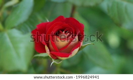 Beautiful multicolored rose garden in summer and isolated roses