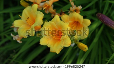 Beautiful yellow lilies with buds, against a background of green foliage