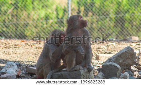 two baboons. monkeys in the zoo
