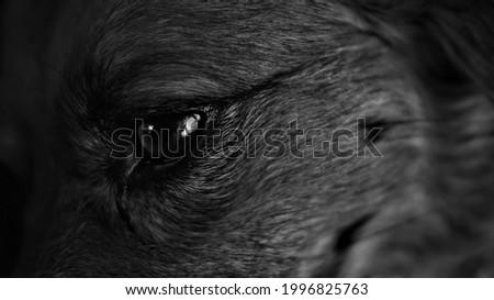 Black and white close-up portrait of dogs with lovely eyes Royalty-Free Stock Photo #1996825763