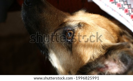 Wild dog Dingo. Red muzzle of a tamed and kind dog