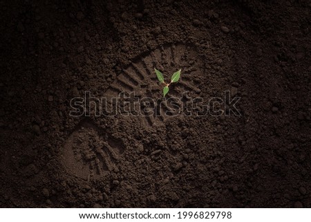 young green plant on the ground, shoe print, footprint on the ground, field, soil, the concept of the revival of life after a disaster, new shoots, hope for the restoration of nature, forests, ecology Royalty-Free Stock Photo #1996829798