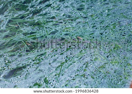 large horizontal photo. summer time. green grass covered with glass after rain. perspiration. large glass on the grass. hot weather.