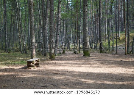 Bench in the spruce forest in the spring. Natural landscape. High quality photo