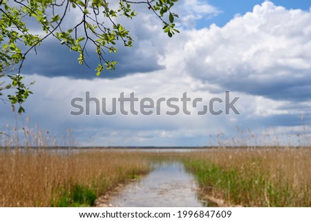 Landscape with vegetation between marshes on a sunny day. High quality photo