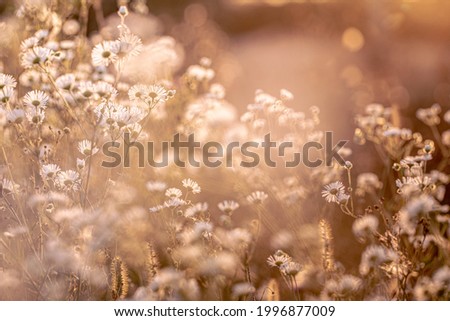 Autumn wild grass and white daisy flowers on a meadow in the rays of the golden hour sun. Seasonal romantic artistic vintage autumn field landscape wildlife background 