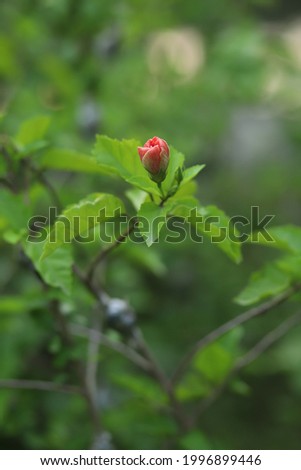 Beautiful Portrait of Rose Flower in a soft green blurry background in natural light