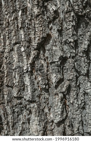 Close-up view of a piece of old cracked tree bark, high-resolution texture