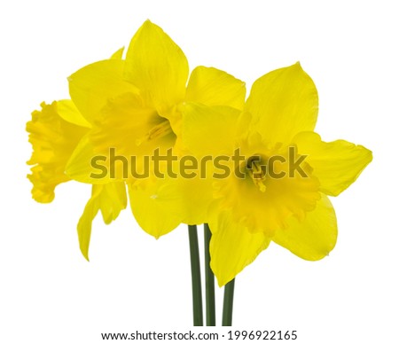 Yellow flowers daffodils Isolated on white background. Detail for design. Design elements. Macro. Background for business cards, postcards and posters. 