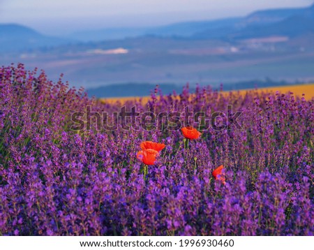 Landscape with lavender field,poppies and mountains