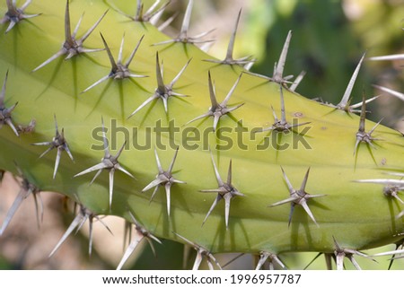 Detail of cactus in the botanical garden of Monaco. French riviera.
