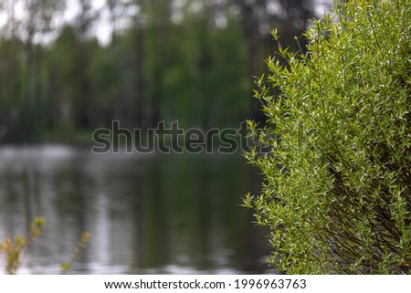 Green young bushes on the shore of a lake or river. Blurred background of other shore with forest and reflection in clear water