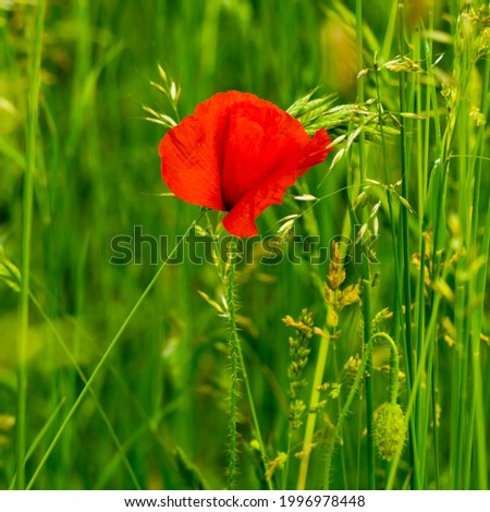 Spring sketch in the meadow, red poppy flower among green grass 