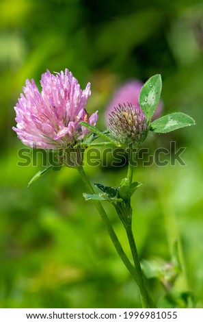 Macro shot of a flower on a red clover (trifolium pratense) plant