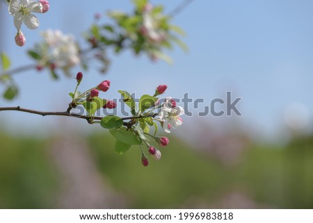 Delicate twig of a pink apple tree with buds in a city garden