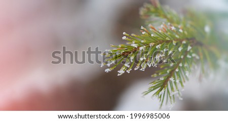 Christmas tree branch in an other close-up of horizontal macro-photography with blurred background