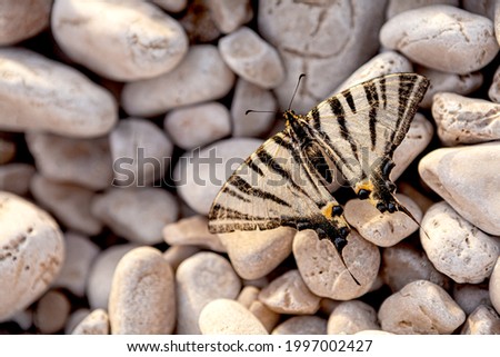 The scarce swallowtail or sail- or pear-tree swallowtail (Iphiclides podalirius) is a butterfly belonging to the family Papilionidae, close up on rocky sea beach. Croatia  
