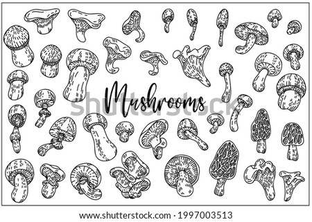 Mushrooms set are hand-draw, doodle graphic. Autumn forest. Vector illustration. Isolated on white background. Black and white outline style. For Textile, Wallpaper, Card design.
