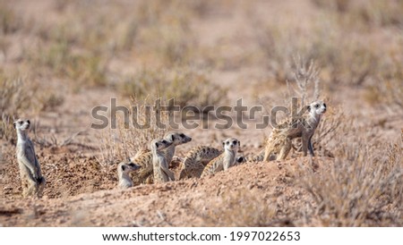 Meerkat in Kgalagadi transfrontier park, South Africa; specie Suricata suricatta family of Herpestidae