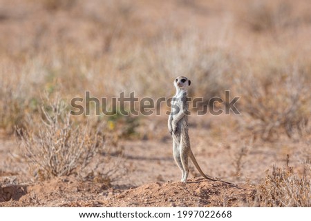 Meerkat standing up in alert in scrubland in Kgalagadi transfrontier park, South Africa; specie Suricata suricatta family of Herpestidae