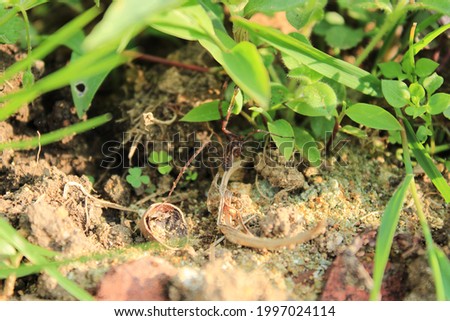 
malthonica brown spider macro photo