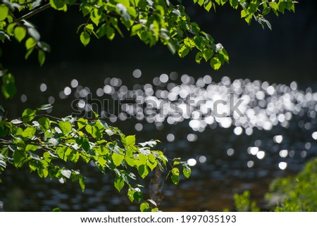 green leaves against black background with suns rays creating bokeh effect on lake water leaves backlit  horizontal format with space for type leaves framing the bokeh reflection of water