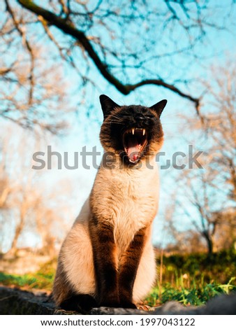 perfect wild cat pic, great cat pics