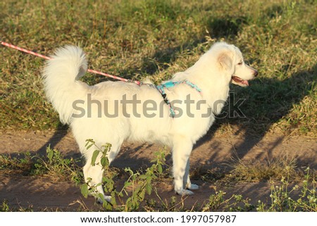 Happy herding white dog in sunny day in meadow.