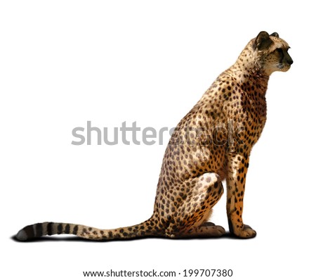 Young adult cheetah over white background