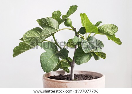 fig tree (Ficus carica) in pot with white background  Royalty-Free Stock Photo #1997077796