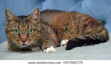 striped cat with white paws and green eyes on the couch