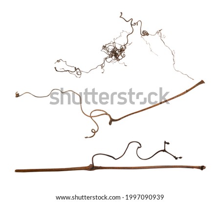 Dried twigs of wild Grape vine isolated on white background Royalty-Free Stock Photo #1997090939