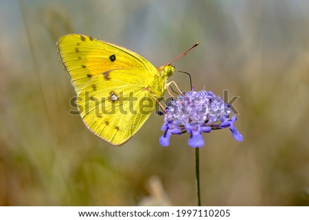 Clouded Yellow butterfly (Colias croceus) fedding on nectar of flower on green background. Wildlife scene in nature. France.
