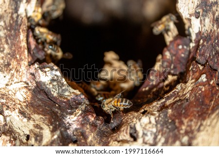honey bee in a wild hive