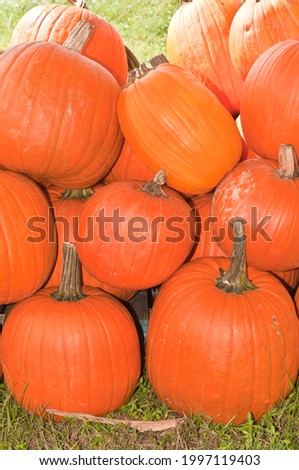 front view, close distance of a pill of freshly picked, local, ripe pumpkins, on display and for sale at a tropical farmers market