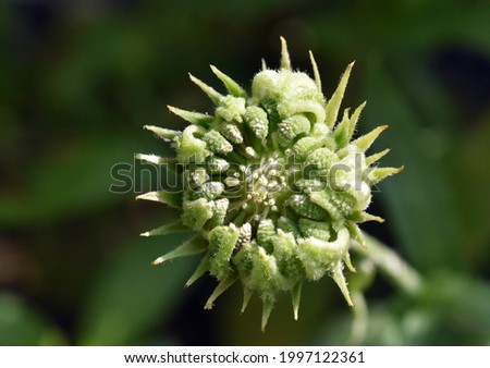 Immature seeds of a marigold