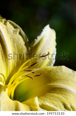 yellow lily  background 