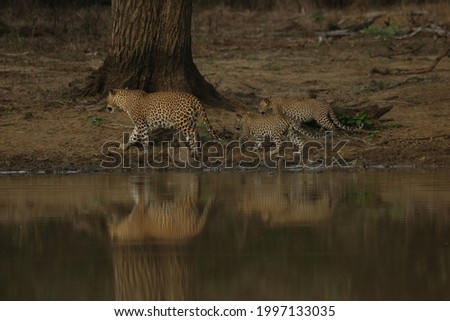 Srilanka leopard mom and 2 cubs.