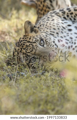 Leopard at rest and watchful