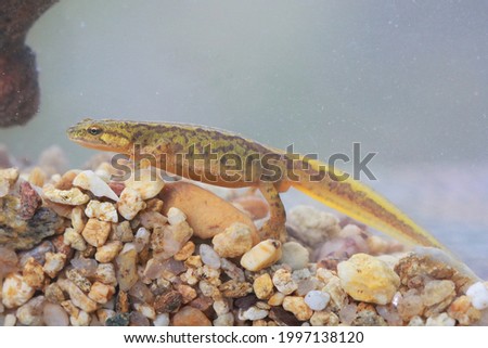 Carpathian newt (Lissotriton montandoni) female in water