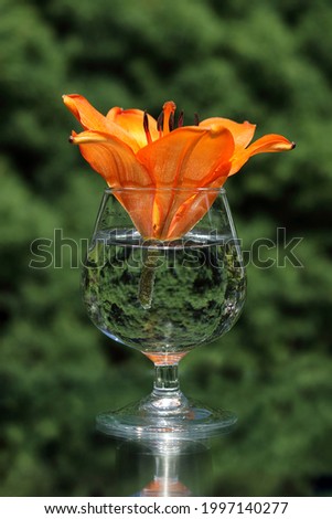 Beautiful floral bouquet and its mirror image on a green background. Big orange lily in a glass of wine .Beautiful lily.Background with flower .Orange lily flower close up. Vertiical. Alcoholic drinks