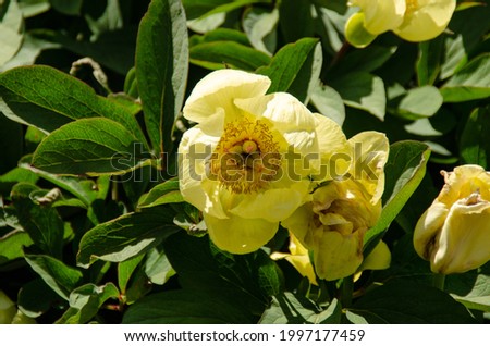 Photo of yellow flower bush with big leaves.