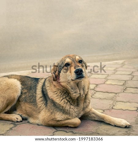 Sad homeless stray dog is resting on pavement looking at camera. There is a lack of animal shelters in Russia. Royalty-Free Stock Photo #1997183366
