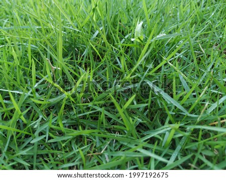 Green grass on a sunny morning