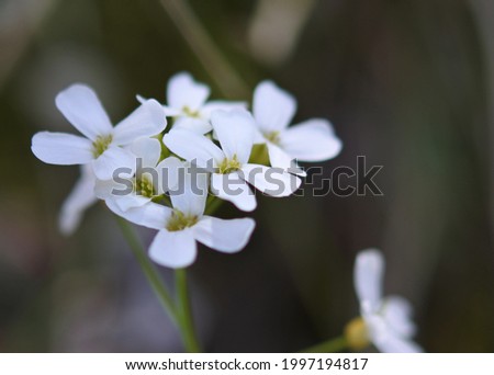Flowers of hairy rock cress are blooming. Closeup sized shot at a different angle.